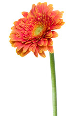 Vertical orange gerbera flower with long stem isolated on white background © Natika