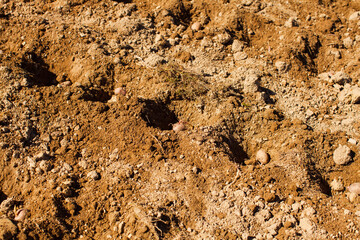 Fertile soil with potatoes planted in holes