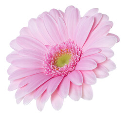   pink gerbera flower head isolated on white background closeup. Gerbera in air, without shadow. Top view, flat lay.