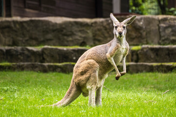 Känguru beobachtet die umgebung