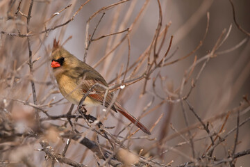 Female cardinal hiding behind tree branches