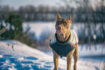 Portrait of a middle-aged pit bull terrier in the forest in winter.