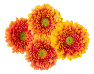 Bouquet of   orange gerbera flower heads isolated on white background closeup. Flowers bunch in air, without shadow. Top view, flat lay.