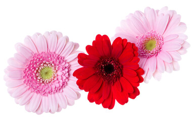 Three   pink and red and red gerbera flower heads isolated on white background closeup. Gerbera in air, without shadow. Top view, flat lay.