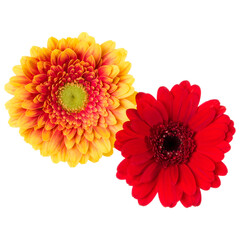 Two   orange and red gerbera flower heads isolated on white background closeup. Gerbera in air, without shadow. Top view, flat lay.