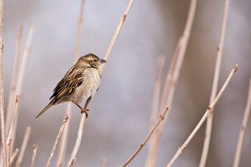 Side view of female house sparrow perching on branch