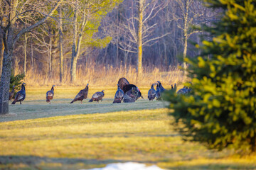 Wild male turkey strutting his stuff for the females in Wisconsin