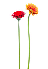 two Vertical   gerbera flowers with long stem isolated on white background