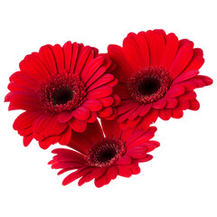 Three   red gerbera flower heads isolated on white background closeup. Gerbera in air, without shadow. Top view, flat lay.