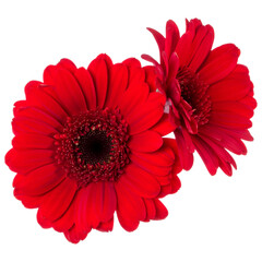 Bouquet of two   red tulips flowers isolated on white background closeup. Flowers bunch in air, without shadow. Top view, flat lay.