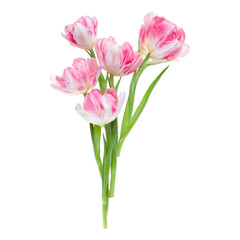Bouquet of spring pink tulips flowers isolated on white background closeup. Flowers bunch in air, without shadow. Top view, flat lay.