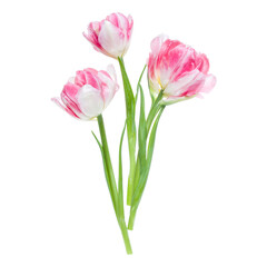 Bouquet of three spring pink tulips flowers isolated on white background closeup. Flowers bunch in air, without shadow. Top view, flat lay.