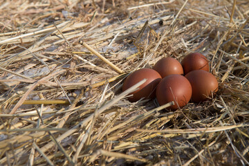 homemade chocolate-colored chicken eggs on straw
