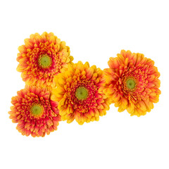 Bouquet of   orange gerbera flower heads isolated on white background closeup. Flowers bunch in air, without shadow. Top view, flat lay.