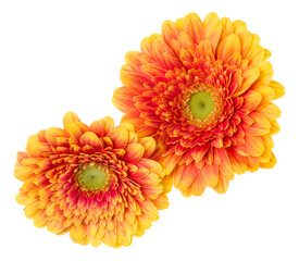 Bouquet of two   orange tulips flowers isolated on white background closeup. Flowers bunch in air, without shadow. Top view, flat lay.