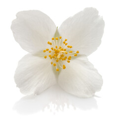 Obraz na płótnie Canvas Jasmine flowers isolated on white background cutout