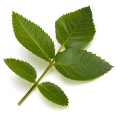 Green rose leaf isolated on white background cutout