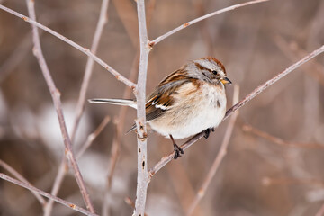 American tree sparrow perching on branch in winter, closeup