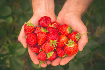 Summer. Red sweet strawberry in the palms of men. A handful of strawberries. Variety of remontant strawberry "Alina". Summer in the garden.
