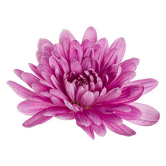 one chrysanthemum flower head isolated on white background closeup. Garden flower, no shadows, top view, flat lay.