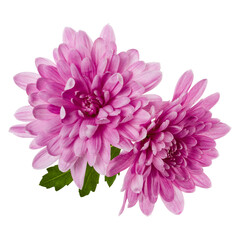 two chrysanthemum flower heads with green leaves isolated on white background closeup. Garden...