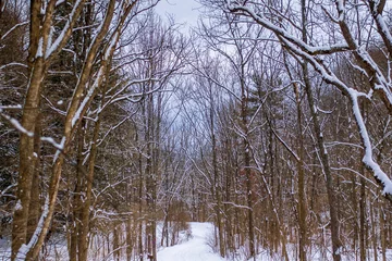 Foto auf Leinwand trees in the snow © Clayton