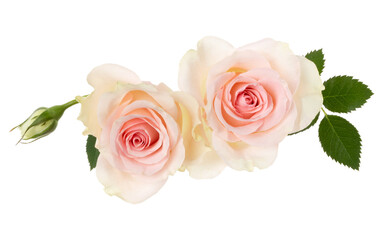 two pink roses isolated on white background closeup. Rose flower bouquet in air, without shadow....