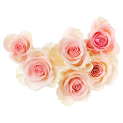 pink roses isolated on white background closeup. Rose flower bouquet in air, without shadow. Top view, flat lay.