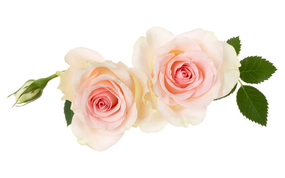 two pink roses isolated on white background closeup. Rose flower bouquet in air, without shadow. Top view, flat lay.