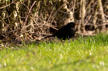 Blackbird forages for food underneath a hedgerow