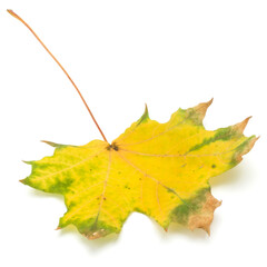 colorful autumn maple leaf isolated on white