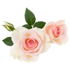 two pink roses isolated on white background closeup. Rose flower bouquet in air, without shadow....