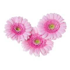 Three   pink gerbera flower heads isolated on white background closeup. Gerbera in air, without shadow. Top view, flat lay.