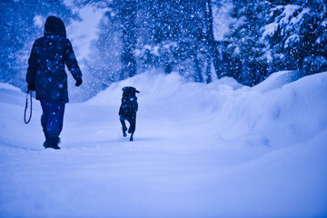 dog in snow