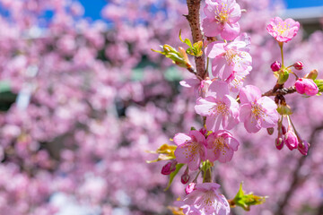 静岡県賀茂郡河津町　河津ループ橋と上条の河津桜