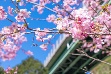 Obraz premium 静岡県賀茂郡河津町 河津ループ橋と上条の河津桜
