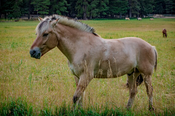 Obraz na płótnie Canvas horse in the meadow