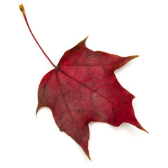 colorful autumn maple leaf isolated on white