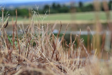 Macro in a French Countryside
