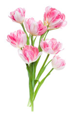 Bouquet of spring pink tulips flowers isolated on white background closeup. Flowers bunch in air, without shadow. Top view, flat lay.