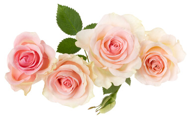 pink roses isolated on white background closeup. Rose flower bouquet in air, without shadow. Top view, flat lay.