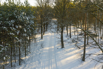 Sosnowy las zimą. Widziany z dużej wysokości. Zdjęcie z drona.