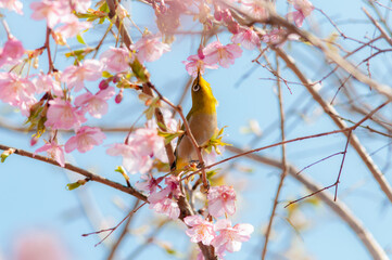 河津桜の蜜を吸うメジロ 背景に青空 春の風景 日本