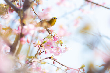 桜とメジロ 明るい春の光 背景に青空 河津桜 春の風景 日本