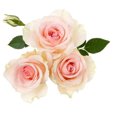 three pink roses isolated on white background closeup. Rose flower bouquet in air, without shadow. Top view, flat lay.