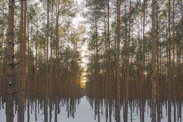Sosnowy las zimą. Widziany z dużej wysokości. Zdjęcie z drona.