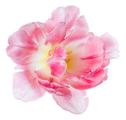 Fototapeta na wymiar spring pink tulip flower head isolated on white background closeup. Tulip in air, without shadow. Top view, flat lay.