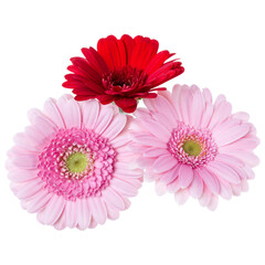 Three   pink and red and red gerbera flower heads isolated on white background closeup. Gerbera in air, without shadow. Top view, flat lay.