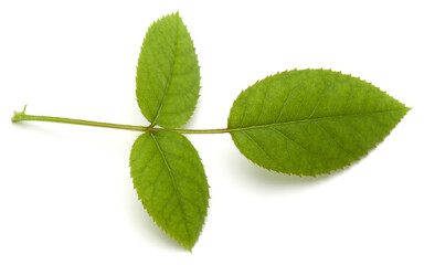 Green rose leaf isolated on white background cutout