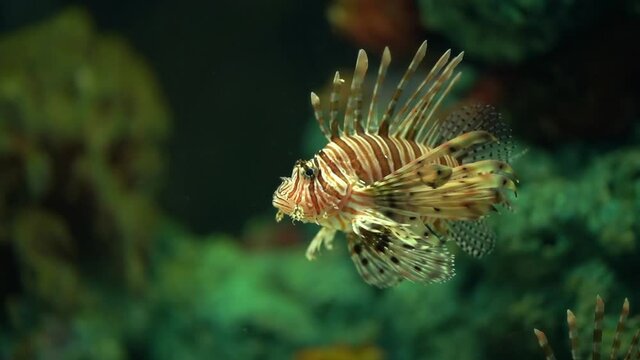 Zebra turkeyfish or lionfish (Dendrochirus zebra) swimming freely in an aquarium